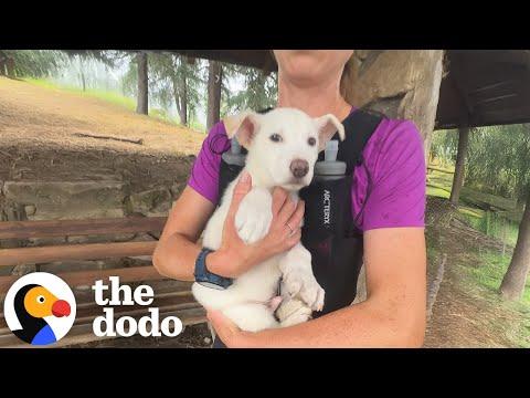 She Went for a Run and Found Her Soul Dog #Video