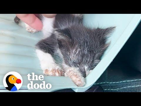 Tiny Half-Dead Kitten Makes A Major Comeback #Video