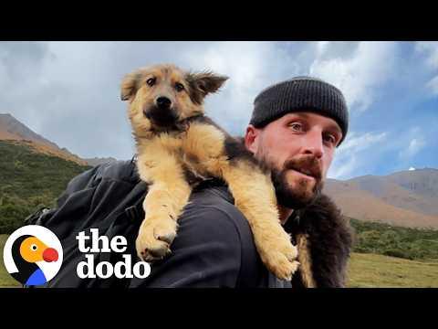 Guy Climbs A Mountain and Finds A Puppy On The Peak #Video