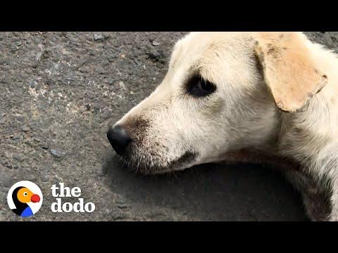 Dog Found Lying In Road Turns Into A Playful Puppy #Video