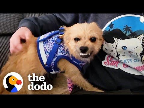 Limping Dog Gets Rescued And Can't Stop Smiling With Her Teeth #Video