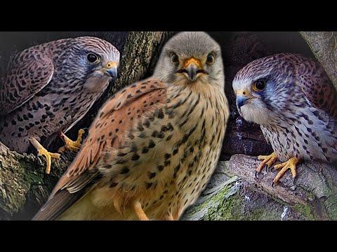 Kestrels Are Mostly Monogamous, Except When They're Not | Jenny & Apollo | Robert E Fuller #Video
