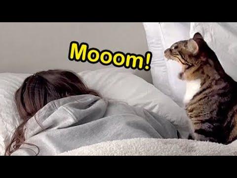 Cats use 1000 their energy | Funny cat videos #Video