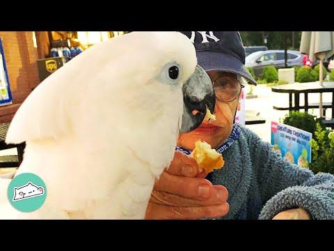 Cockatoo Falls in Love With His Human Granny #Video
