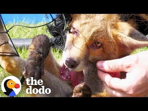 Baby Fox Tangled In Sports Netting Was Saved In Time #Video