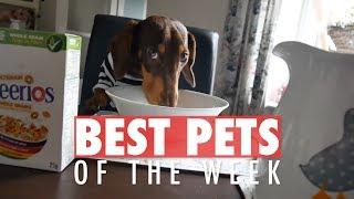 Best Pets of the Week | October 2017 Week 4