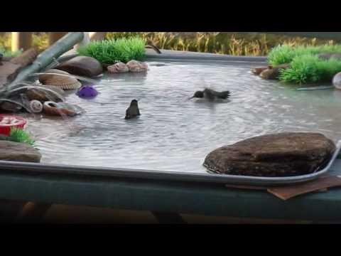 Hummingbirds Play in Homemade Bird Bath Video