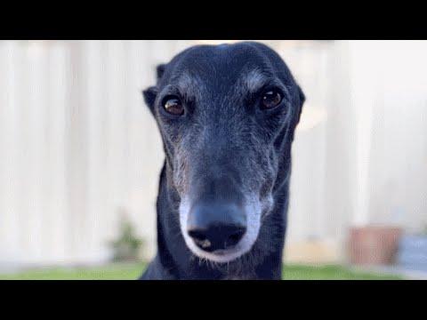 Racing greyhound refused to run. Here's what happened next. #Video
