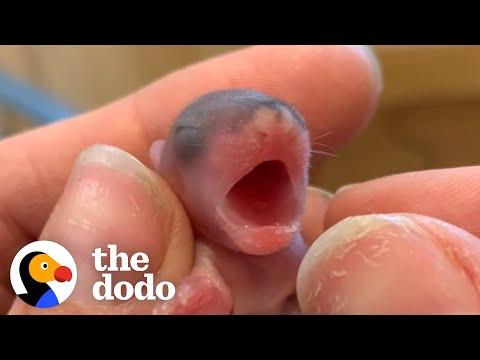 Guess What These Tiny Pink Blobs Grow Up To Be  #Video