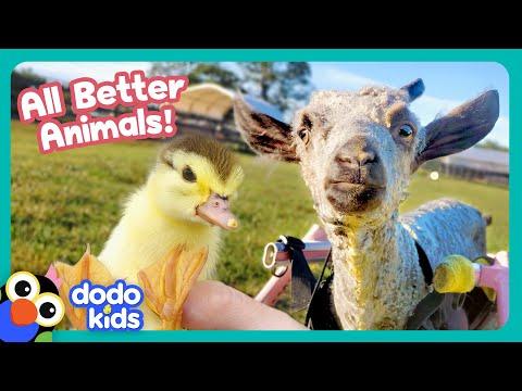 Wobbly Goat, Tripping Duck And 3-Legged Cow Need Our Help! | Dodo Kids #Video
