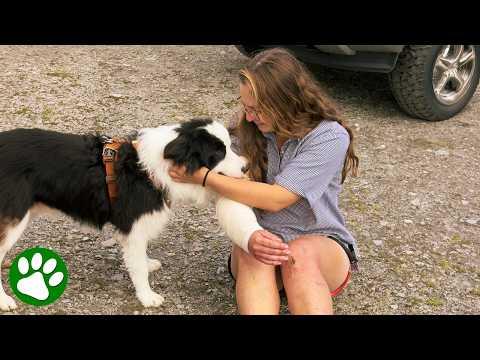 Dog Trapped Near a Giant Waterfall for 7 Days… Then Heroes Arrive #Video