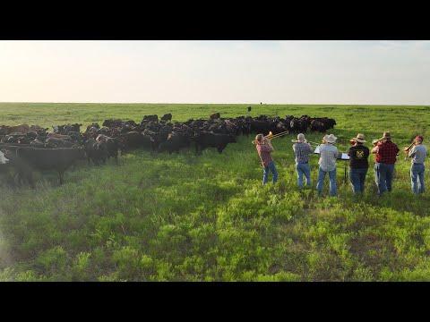 Serenading My Cows with 6 Trombones #Video