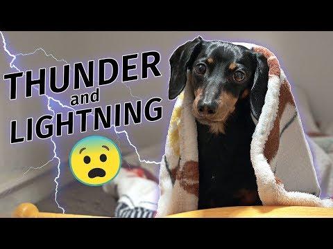 Crusoe Dachshund Scared of Thunderstorm! Hides in Closet!