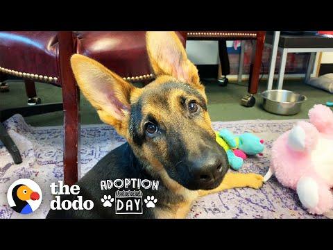 Very Special German Shepherd Puppy Finds A Brother Who Just Gets Him | The Dodo Adoption Day