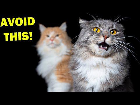 5 HUGE Mistakes Maine Coon Owners Make Without Knowing #Video