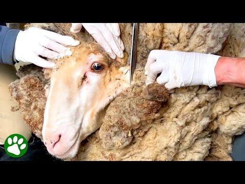 Sheep Covered In 90-Pounds Of Wool Gets Life-Saving Makeover #Video