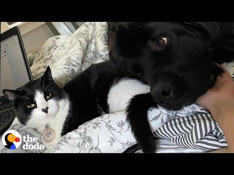 Giant Dog's Emotional Support Animal Is A Cat #Video