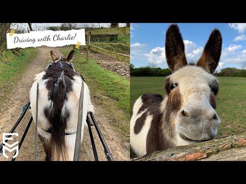 Oh Charlie you are the sweetest Driving Donkey #Video