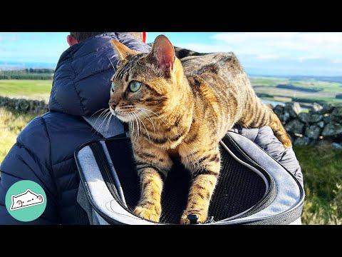 Adventurous Cat Can’t Live Without Travelling. Her Sister Joins In #Video