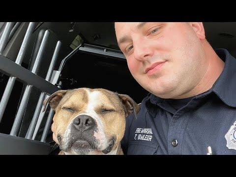 This pit bull with permanent smile was saved from dog fighting ring #Video