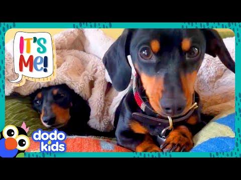 Doggy Sisters Are The QUEENS Of The House | Dodo Kids | It's Me! #Video