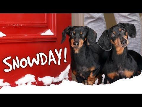 The Dogs Get a SNOWDAY!! Crusoe the Celebrity Dachshund