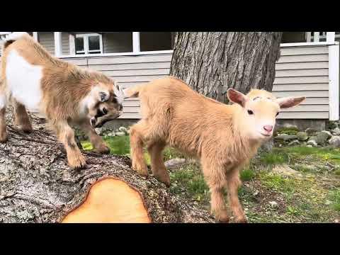 Balancing baby bully goats! #Video