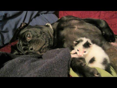 A puppy found an orphaned kitten behind an apartment building and refused to leave him #Video