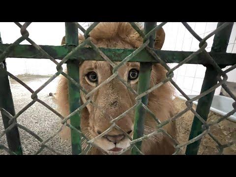 Rescue lion loves his toy #Video