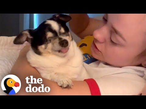 Blind Senior Chihuahua Loves The Sound Of Grandma's Voice #Video