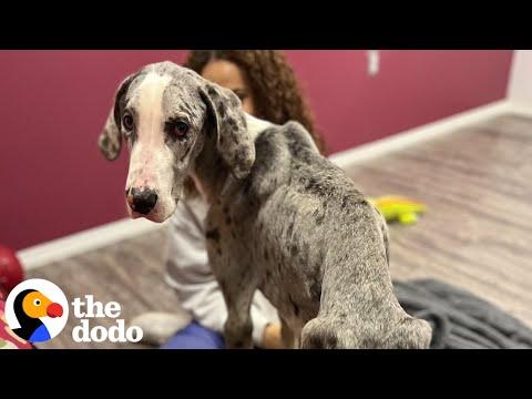 Emaciated Great Dane Grows Up Into Biggest Boy  #Video