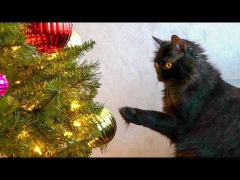O Christmas Tree (Your Ornaments Are History) #Video