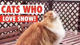 Cats See Snow For The First Time | Let It Snow!