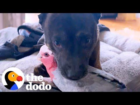 Dog Keeps Hugging His New Parrot Friend #Video