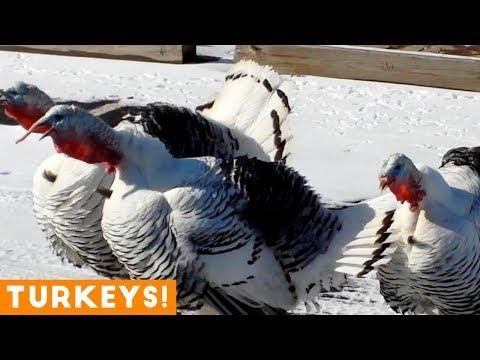 Funniest Turkey Compilation Ever 2018 | Funny Pet Videos