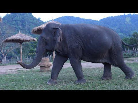 Elephant Began To Smell About Her New Turf On Her Arrival To New Home - ElephantNews #Video