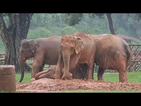Elephants Protect Her Young Sister While She Lies Down To Sleep During A Rainstorm - ElephantNews #V