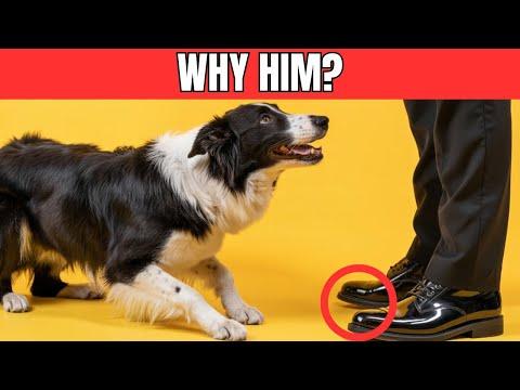 Why Do Dogs Bark at Some Strangers, but Not Others #Video