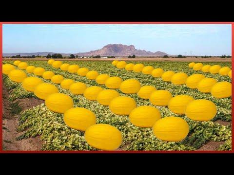 Harvesting the Most Delicious Melons in the World | Exotic Fruit Plantation #Video