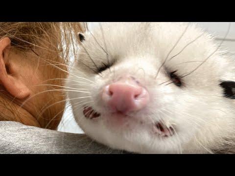 Blind opossum had no one in the world. This woman became his everything. #video