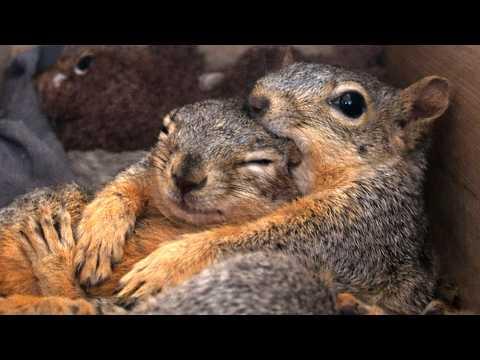 Man discovers squirrels hug and kiss loved ones in privacy of their homes #Video