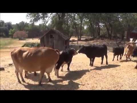 Cows Run With Joy After Meeting New Friends