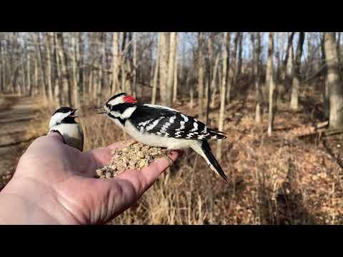 Hand-feeding Birds in Slow Mo - Red-bellied Woodpecker, Downy Woodpecker, Black-capped Chickadees #V
