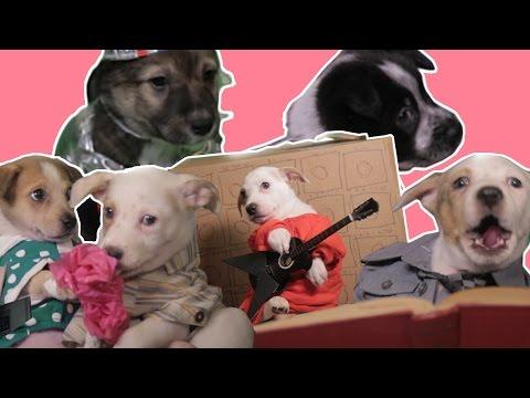 Every Best Picture Movie Starringâ€¦ Puppies