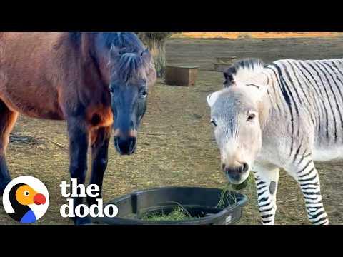 Grumpy Zonkey Who Hated Everyone Finds His Best Friend #Video