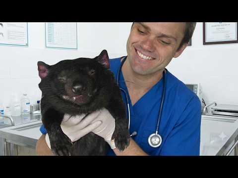 Even the Vets Can't Resist These Adorable Baby Animals! #Video