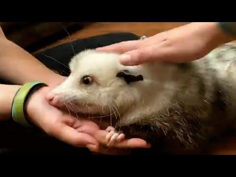 This woman raised a special needs possum like her own baby #Video
