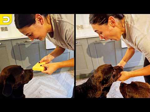 He Couldn't Resist | YOUR Daily Dose of Pets #Video