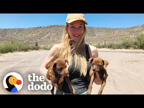 Filmmakers Decide To Rescue Lost Puppies While Abroad #Video