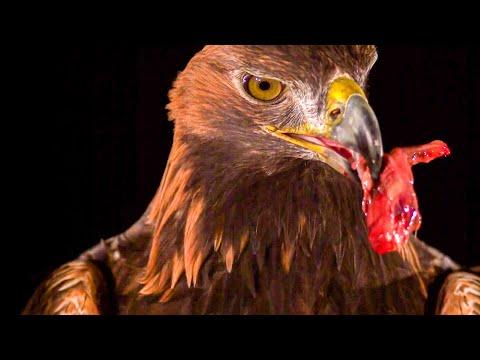 Golden Eagle Flying In Slow Motion | BBC Earth